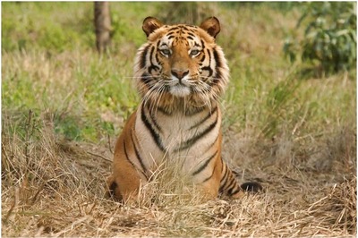 Tadoba Tiger Reserve to Start Ecotourism in Buffer Zone to Boost Local Economy
