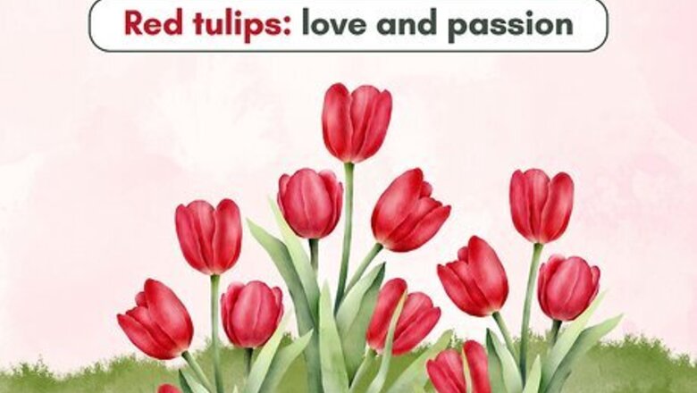All The Different Tulip Colors & What They Represent