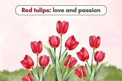 All The Different Tulip Colors & What They Represent