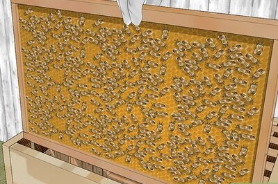 Can You Be a Beekeeper?