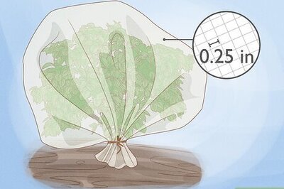 How to Get Rid of Cicadas (And, When Do They Come Out?)