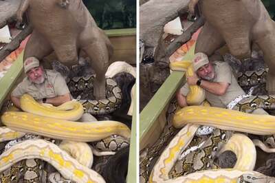 Video Of Man Sitting Calmly In The Middle Of Sea Of Snakes Is Trending