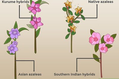 How to Plant Azaleas