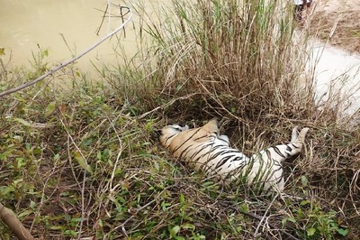 Tiger Found Dead at Kanha National Park in Madhya Pradesh