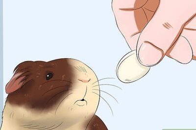 How to Get Your Guinea Pig to Trust You