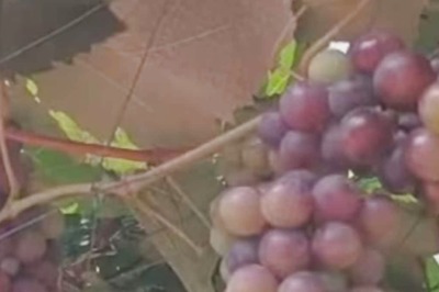 In Kerala, Idukki Farmer's Vineyard Becomes A Tourist Spot