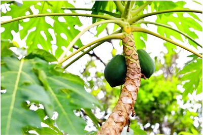 Papaya Leaf Juice: 5 Reasons Why One Should Consume It