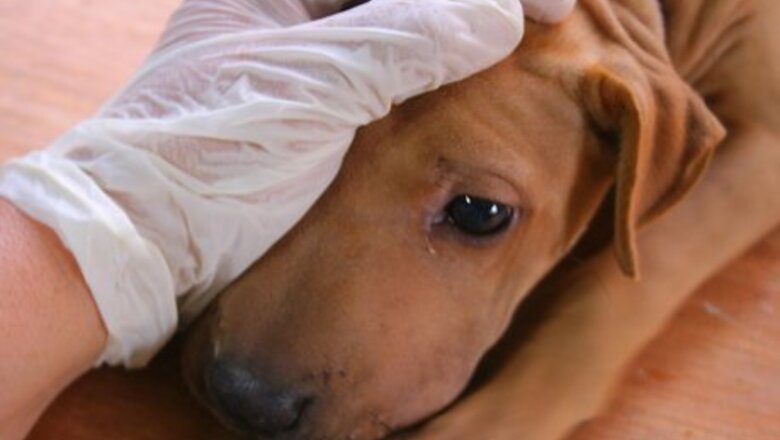 How to Make Your Own Dog Food
