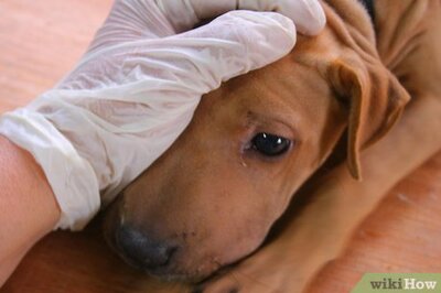 How to Make Your Own Dog Food