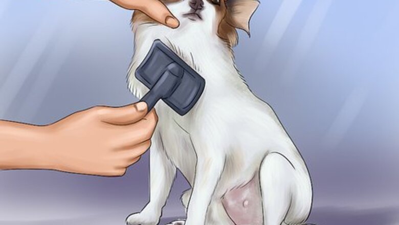 How to Care for Papillons