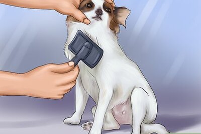 How to Care for Papillons