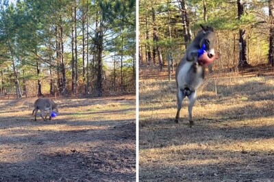 Christmas Came Early For This Donkey And We Can't Help But Scream Ho...Ho...Ho
