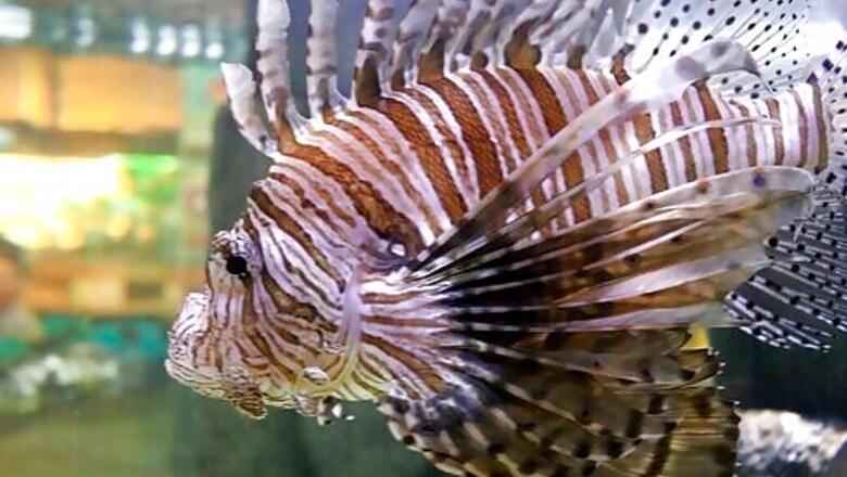 Testing Traps To Control Lovely But Destructive Lionfish