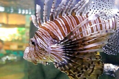Testing Traps To Control Lovely But Destructive Lionfish
