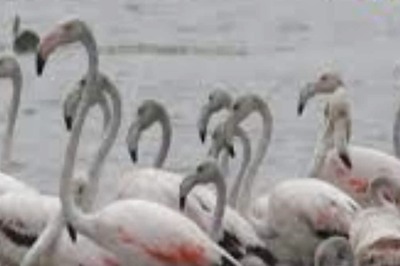 Thousands Of Australian Flamingos Flock To  Puducherry’s Osudu Lake For Breeding