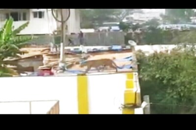 Caught on camera: Leopard enters a school in Bengaluru, 4 injured