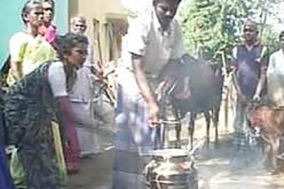 Tamil Nadu celebrates the cow on Maattupongal