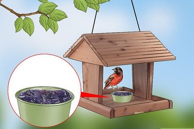 How to Attract Orioles