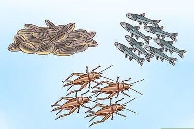 How to Wean a Wild Baby Bird