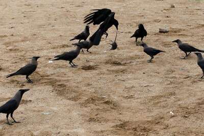 Over 150 Crows Found Dead in Jammu Region, Samples Sent for Bird Flu Testing