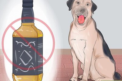 How to Avoid Foods Dangerous for Your Dog