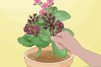 How to Prune Kalanchoe