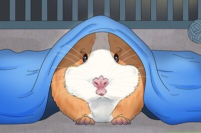 How to Keep Pets Warm During a Power Outage