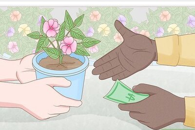 How to Grow New Guinea Impatiens Indoors