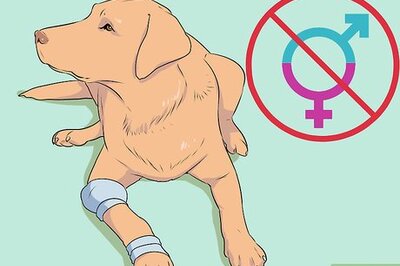 How to Breed Labradors