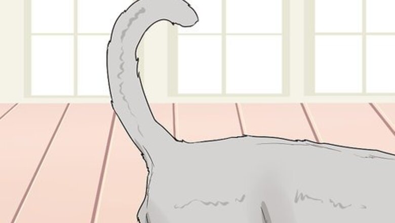 How to Figure Out Your Cat's Mood