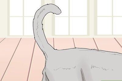 How to Figure Out Your Cat's Mood