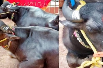 Buffalo Race Champions Dhoni And Bolla Receive Hero's Welcome In Bengaluru