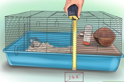How to Set Up a Hamster Cage