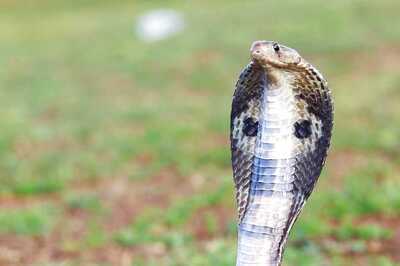 These Snake Species Eat Other Snakes as Prey, Here's How And Why They Do It