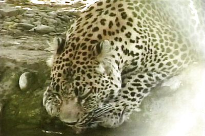 Shimla: Irate villagers kill man-eater leopard