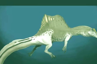 Palaeontologists Discover Unique Underwater Hunting Style Of Sail-back Dinosaurs
