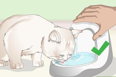 How to Prevent Stones in Cats