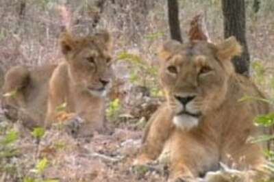 Central panel to probe lion death trail