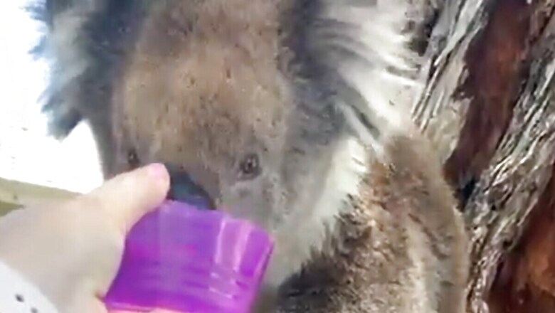 Video Of Man Offering Water To Thirsty Koala Goes Viral