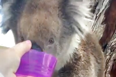 Video Of Man Offering Water To Thirsty Koala Goes Viral