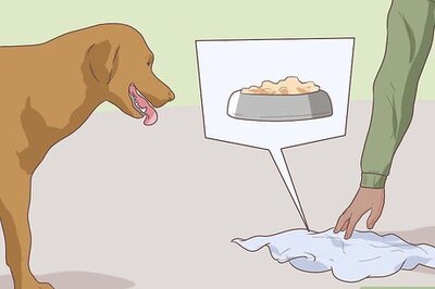 How to Test a Dog's Intelligence