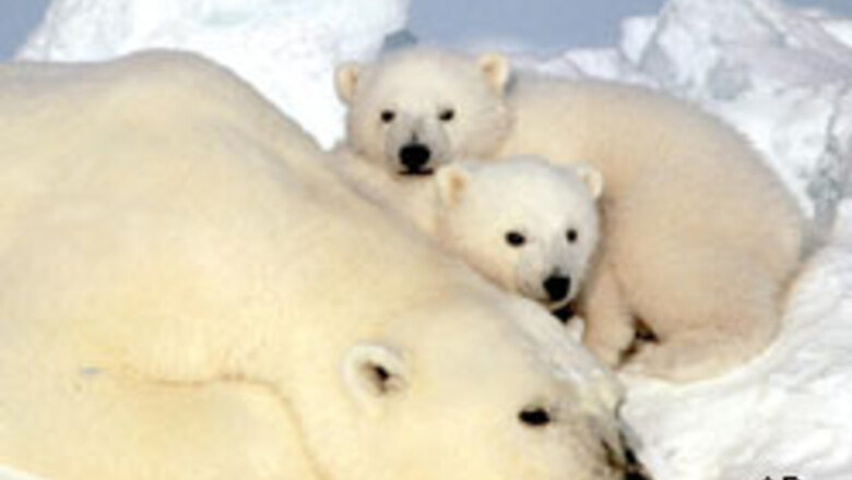 Polar bear rate falls as climate warms