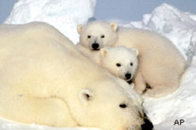Polar bear rate falls as climate warms
