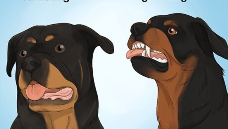 The Rottie Rumble: A Sign of Happiness or Aggression? What You Need to Know