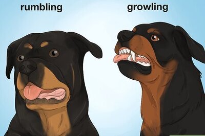 The Rottie Rumble: A Sign of Happiness or Aggression? What You Need to Know