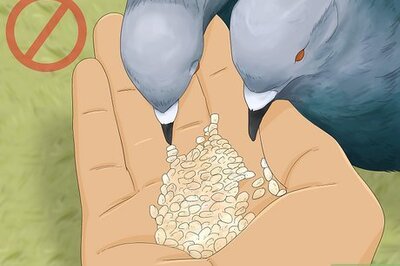How to Repel and Keep Pigeons Away Naturally