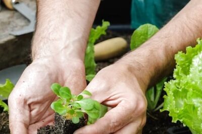 Career Wise: From Scientist to Officer, Scope of Studying BSc Agriculture in India