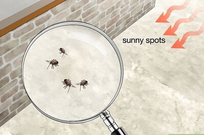 How to Get Rid of Stink Bugs Naturally