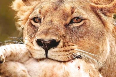 Why Do Lions Eat Their Cubs? Quora Users Explain