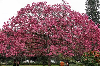 'Mindless Development': Why Karnataka Govt Scrapped Plan to Build Multi-storey in Bengaluru’s Cubbon Park